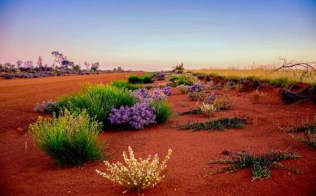 Wildflowers in Pilbara Outback