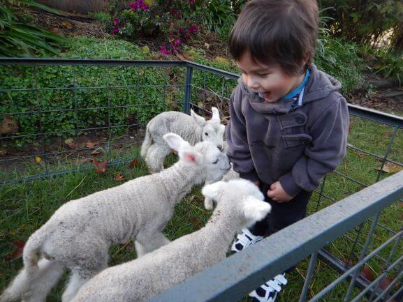 young boy and baby lambs